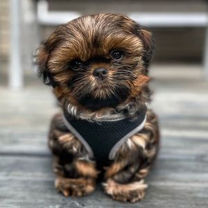 Top Paw® Mesh Dog Harnes